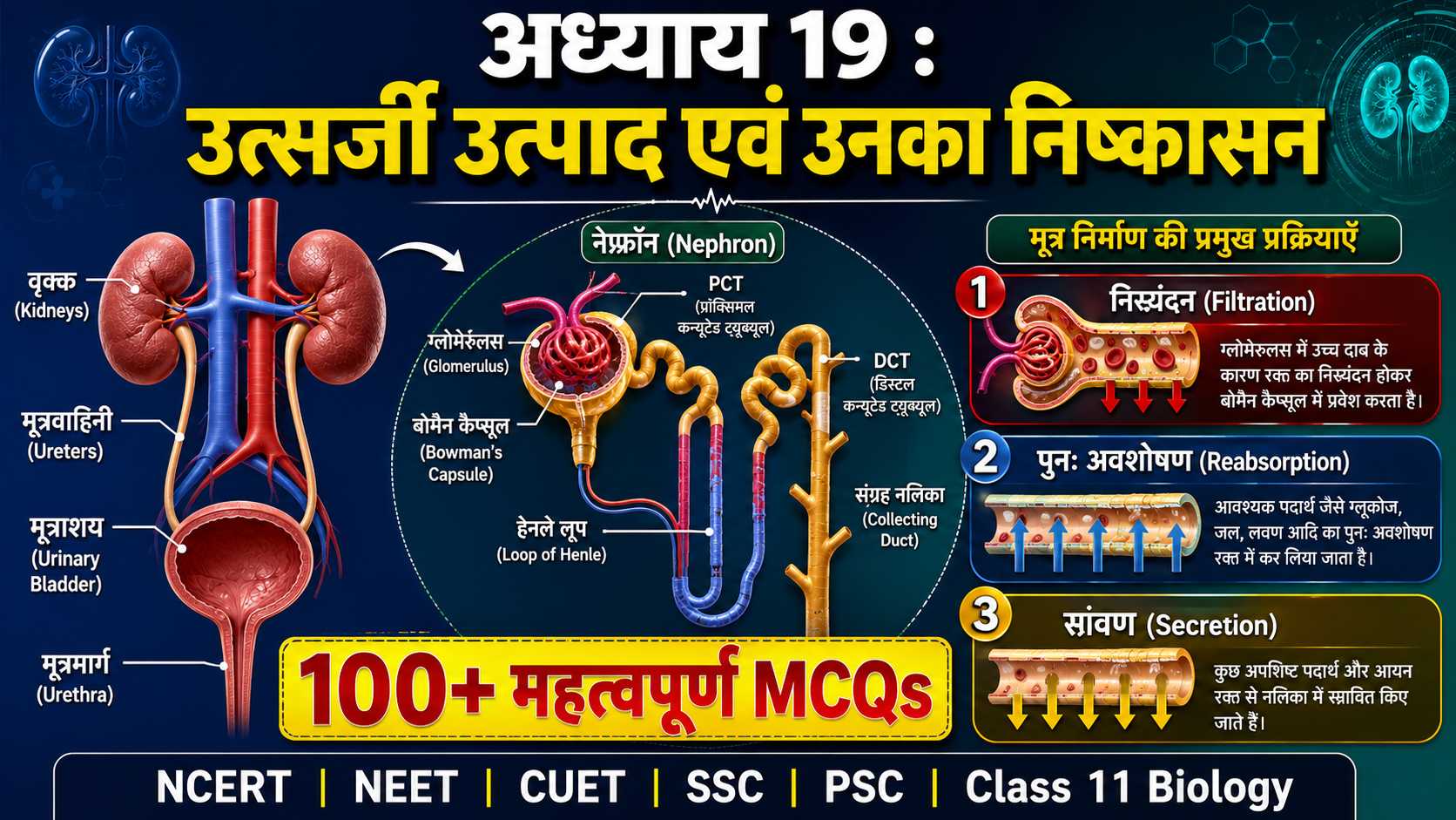 nephron mcq hindi