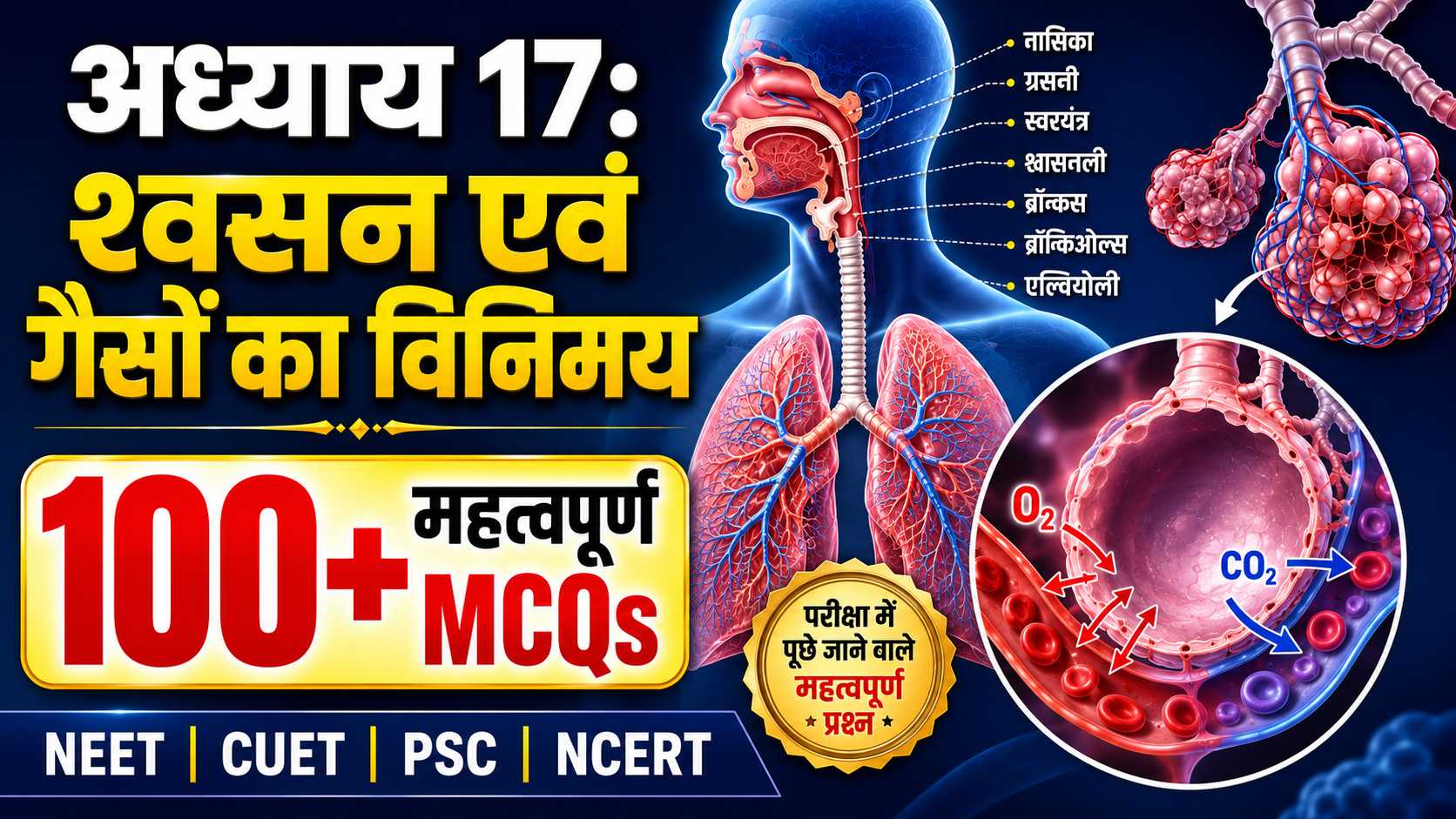 श्वसन एवं गैसों का विनिमय – 100+ महत्वपूर्ण MCQs (प्रश्न-उत्तर) | NCERT | NEET | CUET | PSC shwasan evam gason ka vinimay 100 plus mcqs hindi