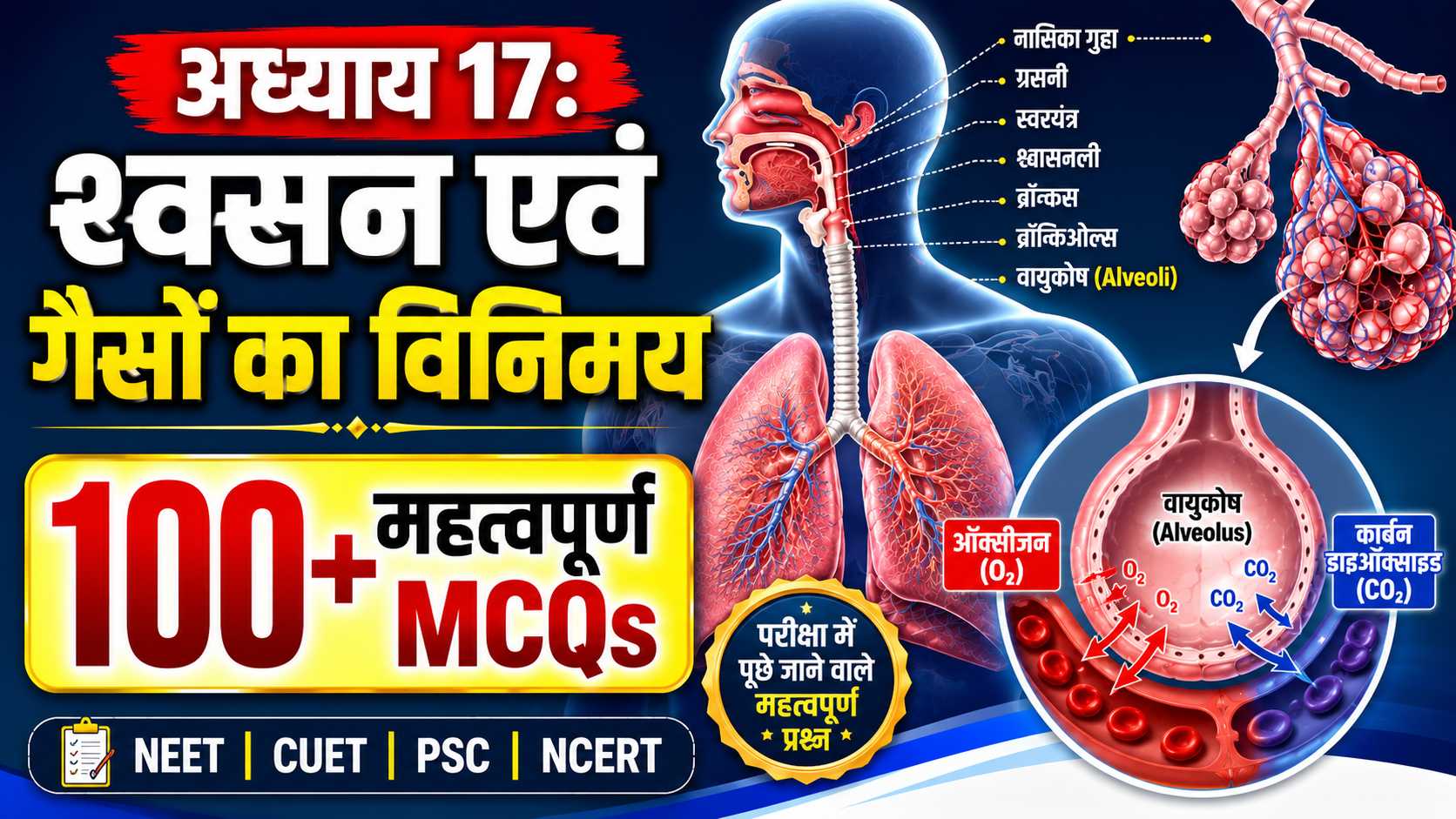 श्वसन एवं गैसों का विनिमय – 100+ महत्वपूर्ण MCQs (NCERT) | NEET, CUET, PSC shwasan evam gason ka vinimay 50 mcqs hindi